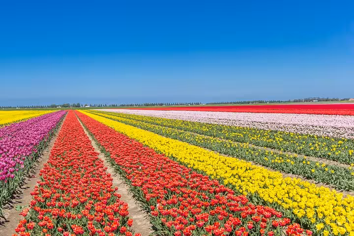 Colorful tulip fields on the Noordoostpolder Tulip Route, day trip from Amsterdam in spring Netherlands