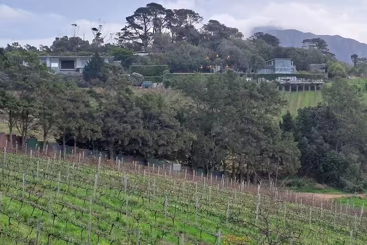 Lush vineyards stretch across Constantia's scenic hills, offering a glimpse into Cape Town's renowned wine country.
