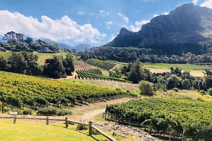Scenic view of lush vineyards against the backdrop of Table Mountain, highlighting the beauty of Constantia wine country.
