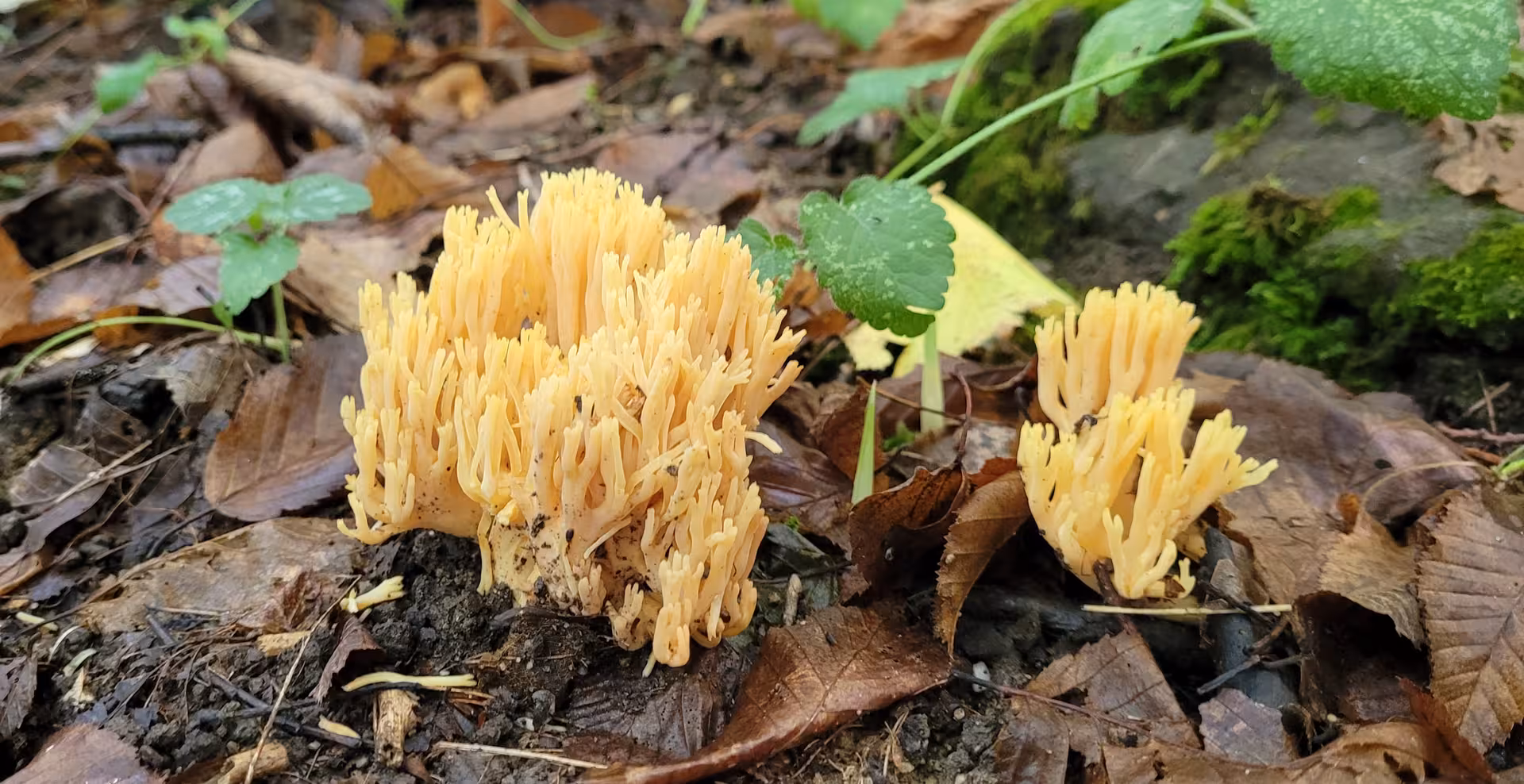 Yellow coral mushrooms growing among fallen leaves on forest floor in Transylvania
