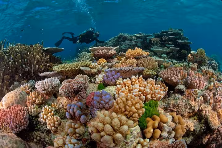 Colorful coral reef with a diver exploring the underwater wonders of Sharm el Sheikh, Egypt, perfect for snorkeling tours.
