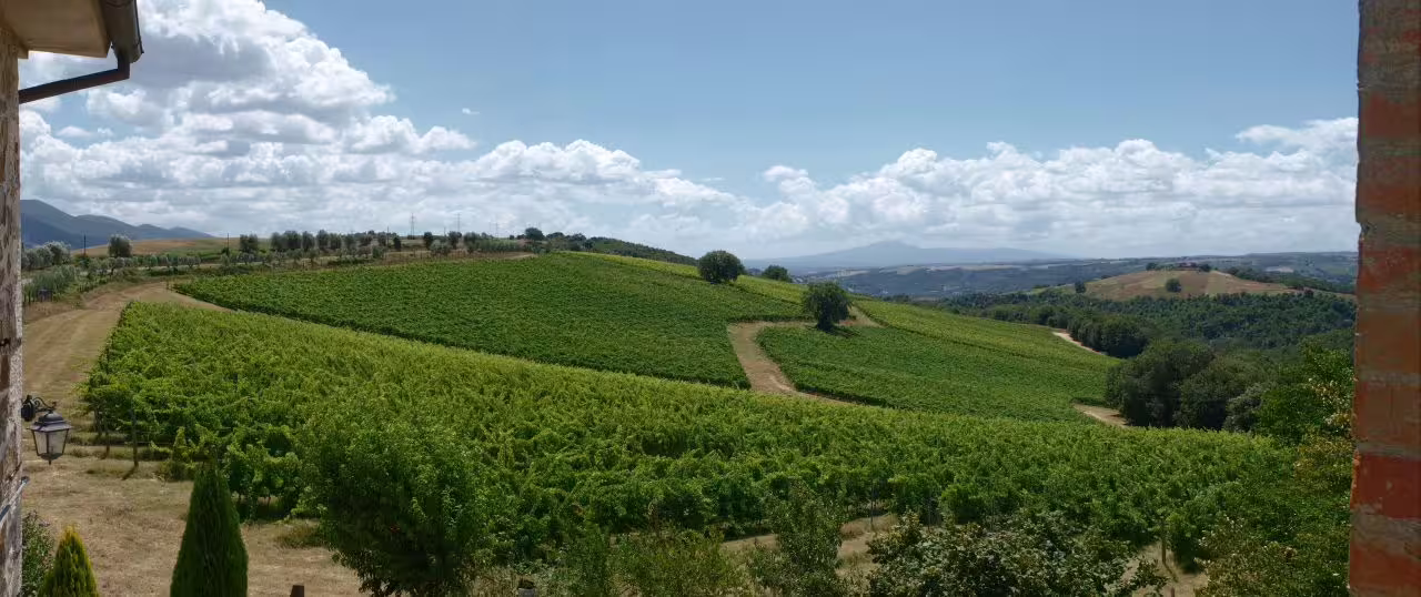 Expansive green vineyards under a bright sky in Umbria, highlighting the scenic beauty of Corbara wine country.