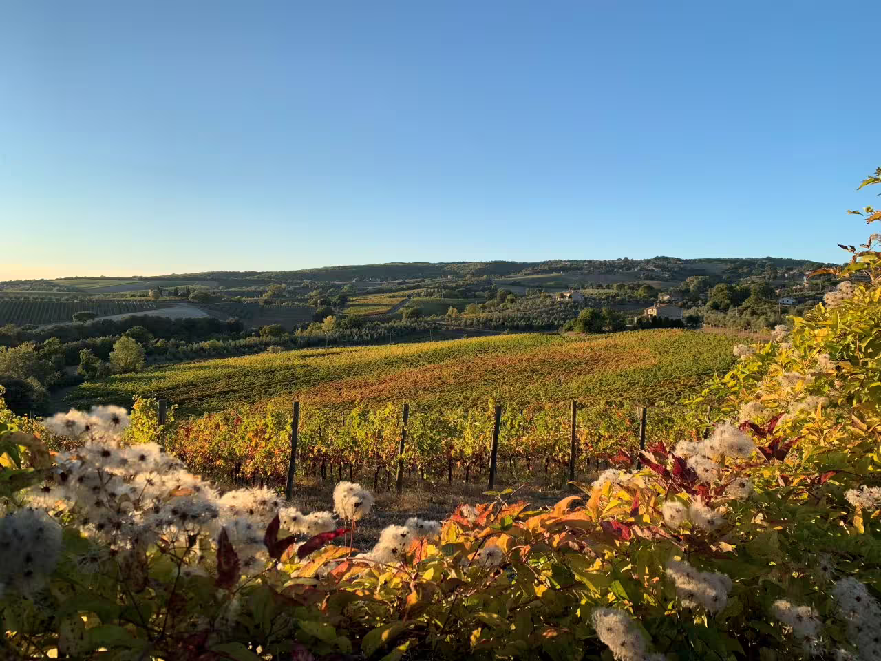 Breathtaking view of rolling vineyards at Castello di Corbara under a clear blue sky in Umbria's wine country.