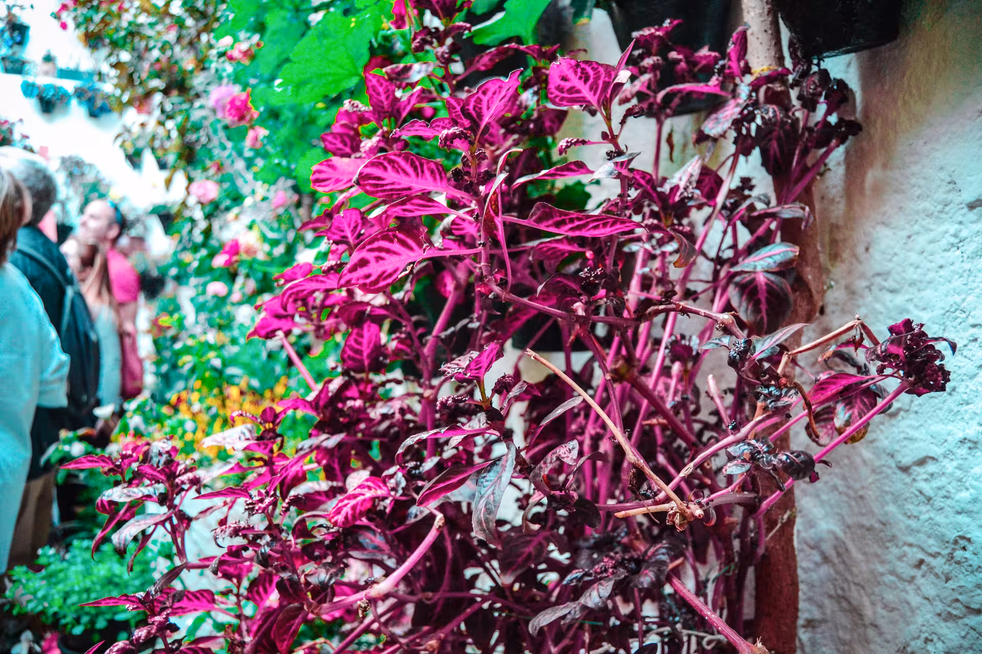 Tourists admire vibrant magenta foliage in a popular patio during Córdoba's renowned patio festival tour.