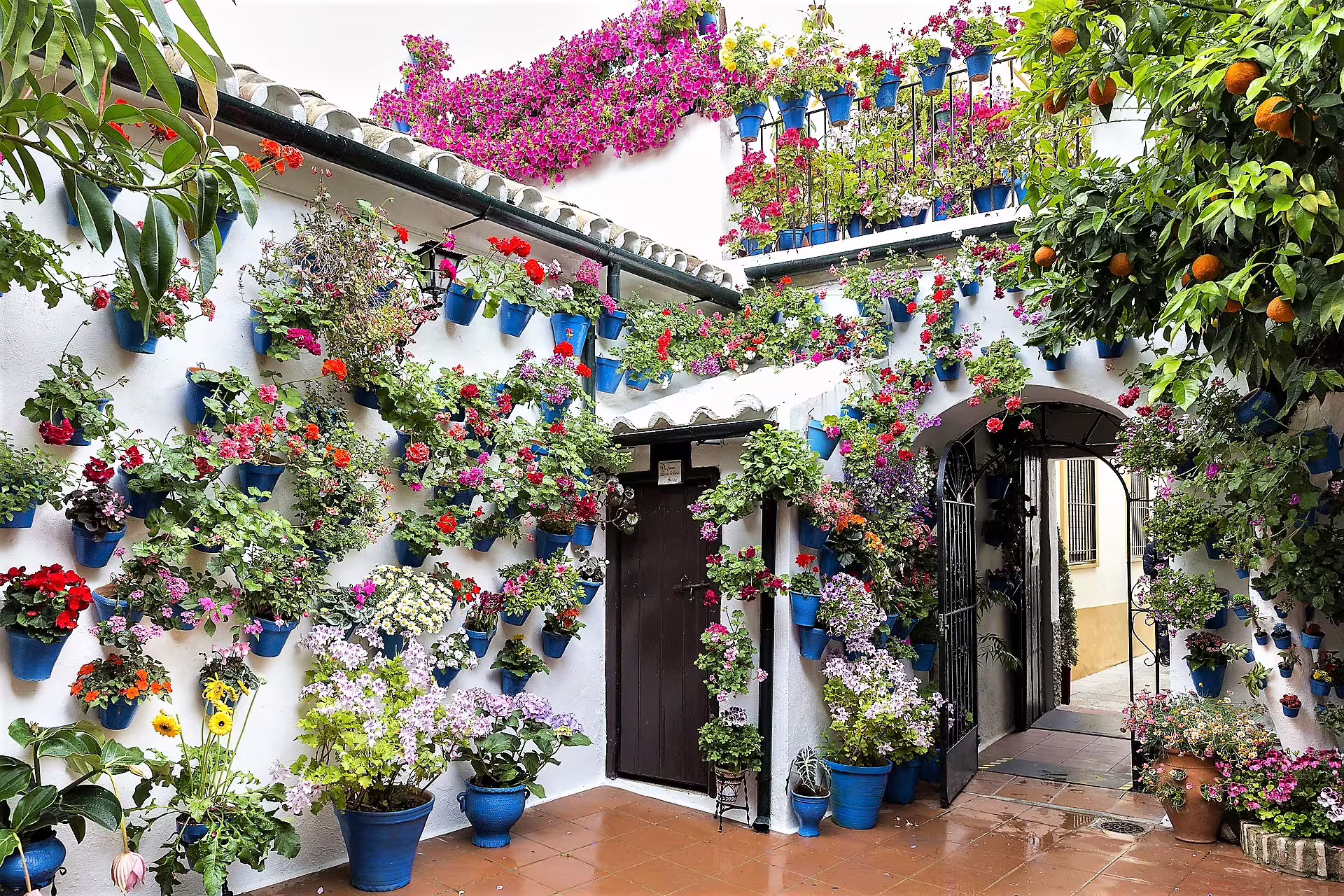 Flower-filled Cordoba patio with blue pots and orange tree, a highlight on a guided group walking tour