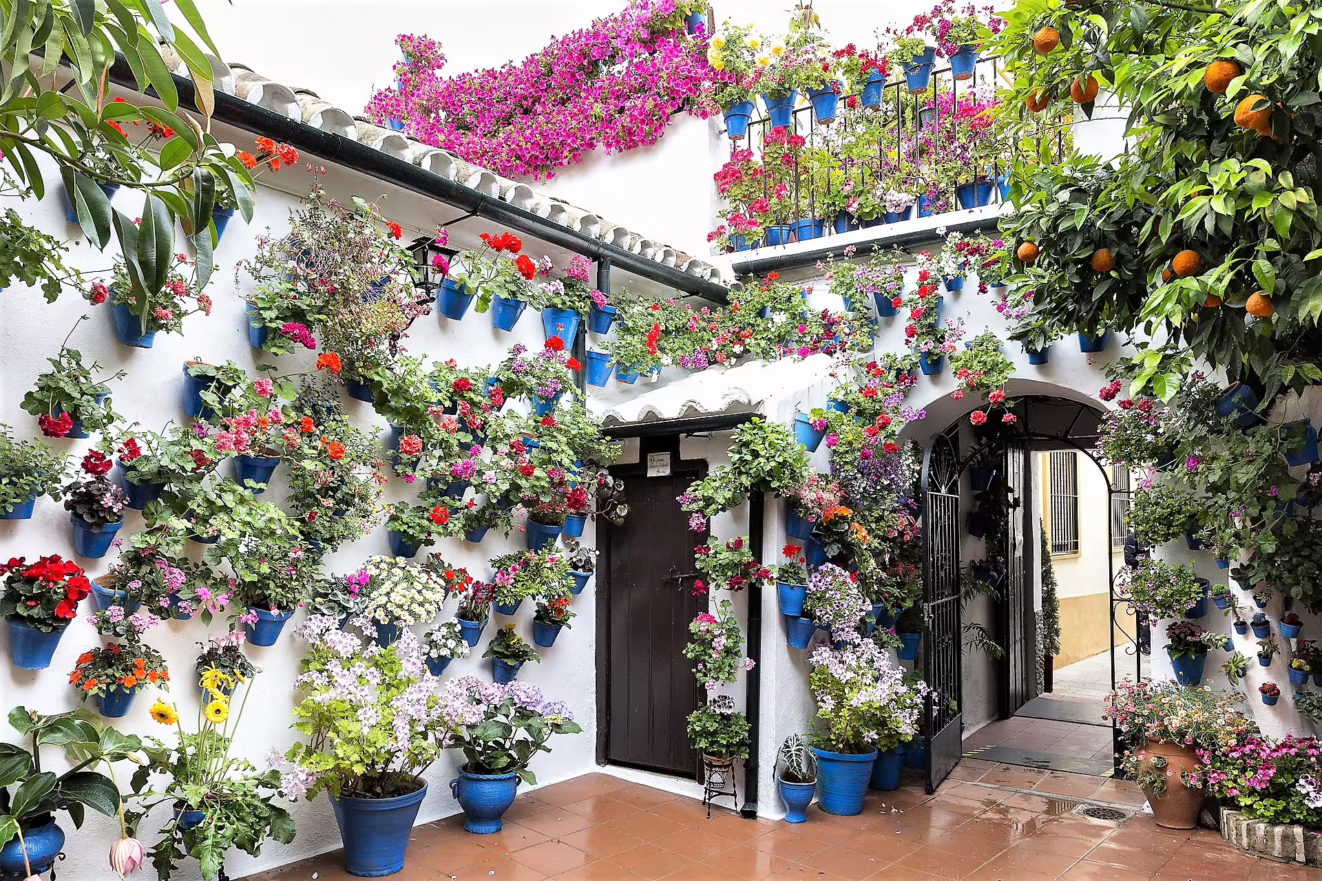 Flower-filled Cordoba patio with blue pots and orange tree, charming scene on a private walking tour in Spain