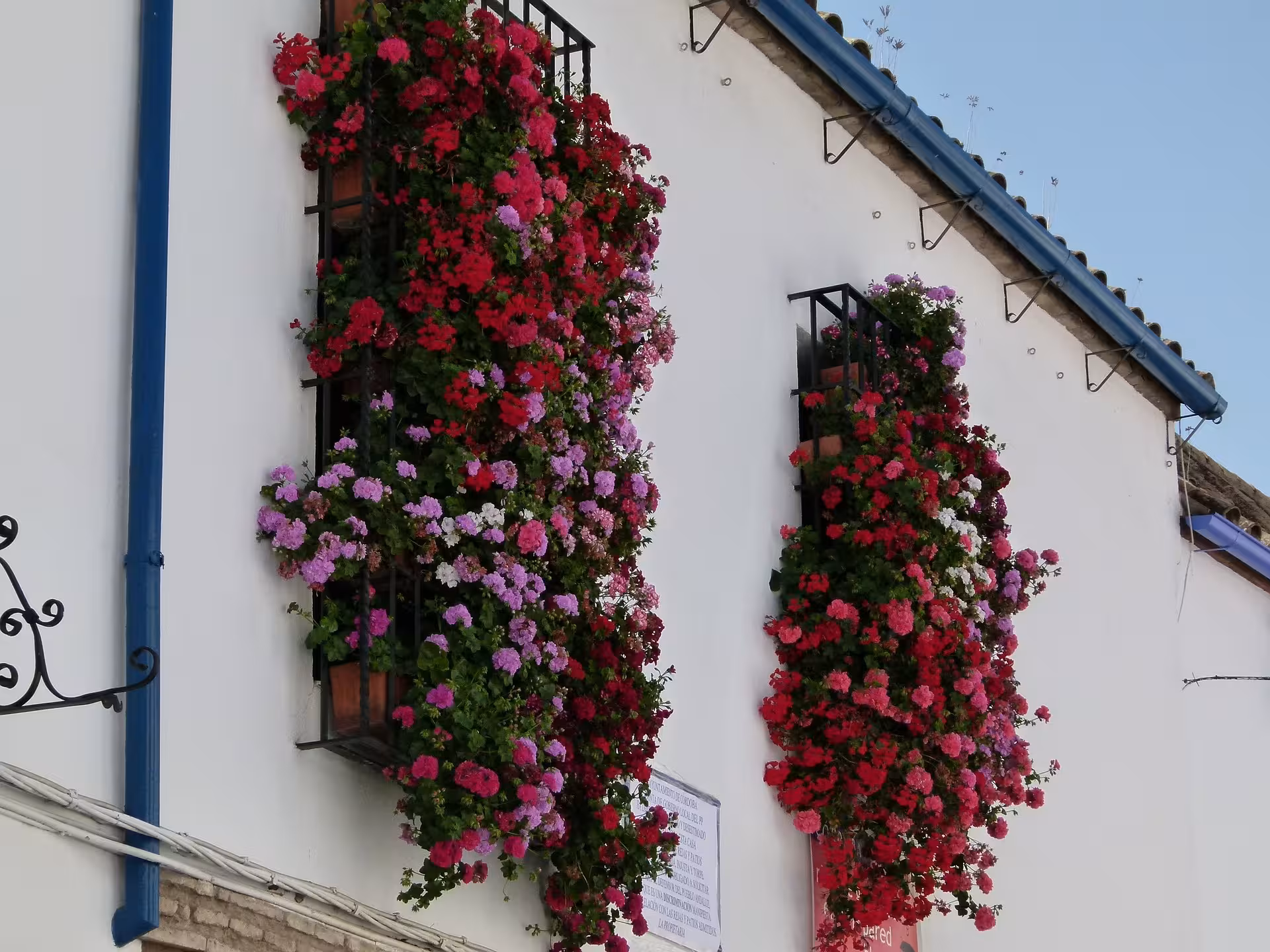 Stunning cascading flowers in shades of red and purple adorn a white wall in Córdoba's patios.