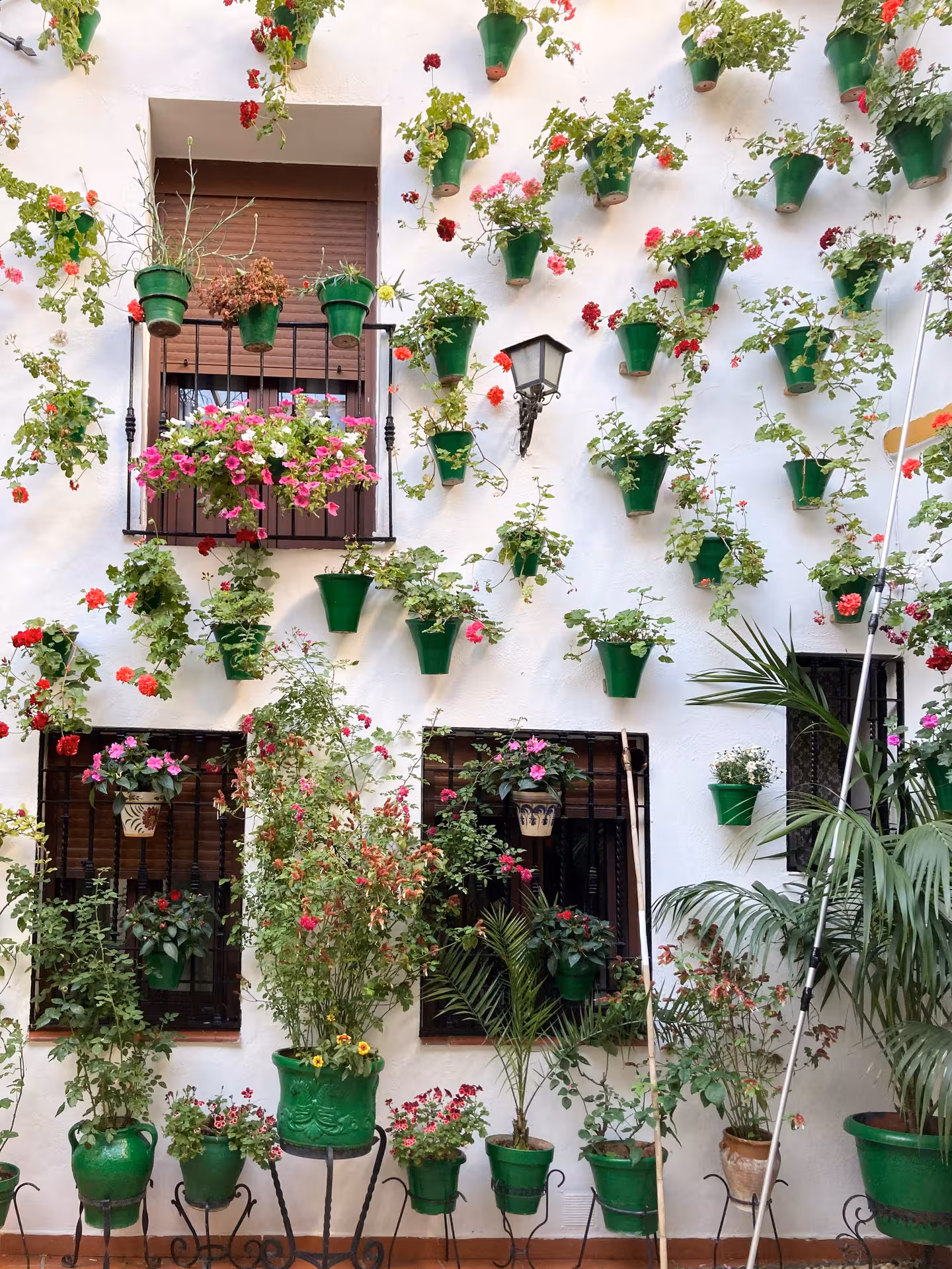 Vibrant green pots with blooming flowers on a white wall in Córdoba's charming patios.
