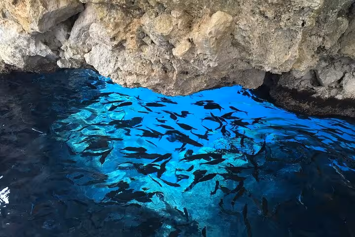 Fish swimming in crystal-clear sea cave waters on a Corfu guided shore excursion, private tour for up to 15