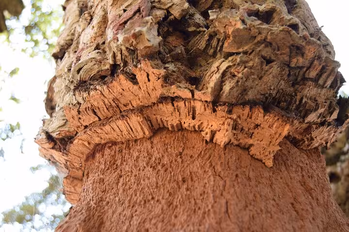 Close-up of freshly stripped cork oak tree bark revealing raw red wood on Alentejo private tour