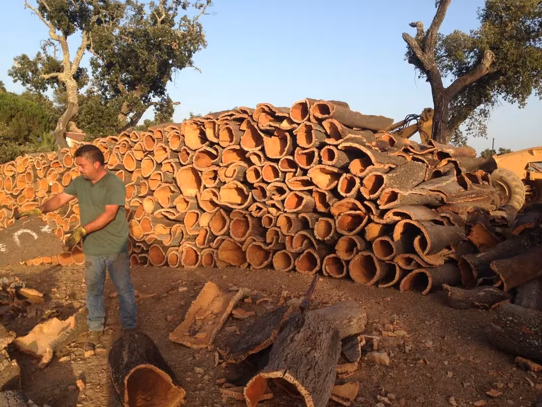 Stacked cork oak bark at Algarve cork factory yard in São Brás de Alportel during guided visit with local expert