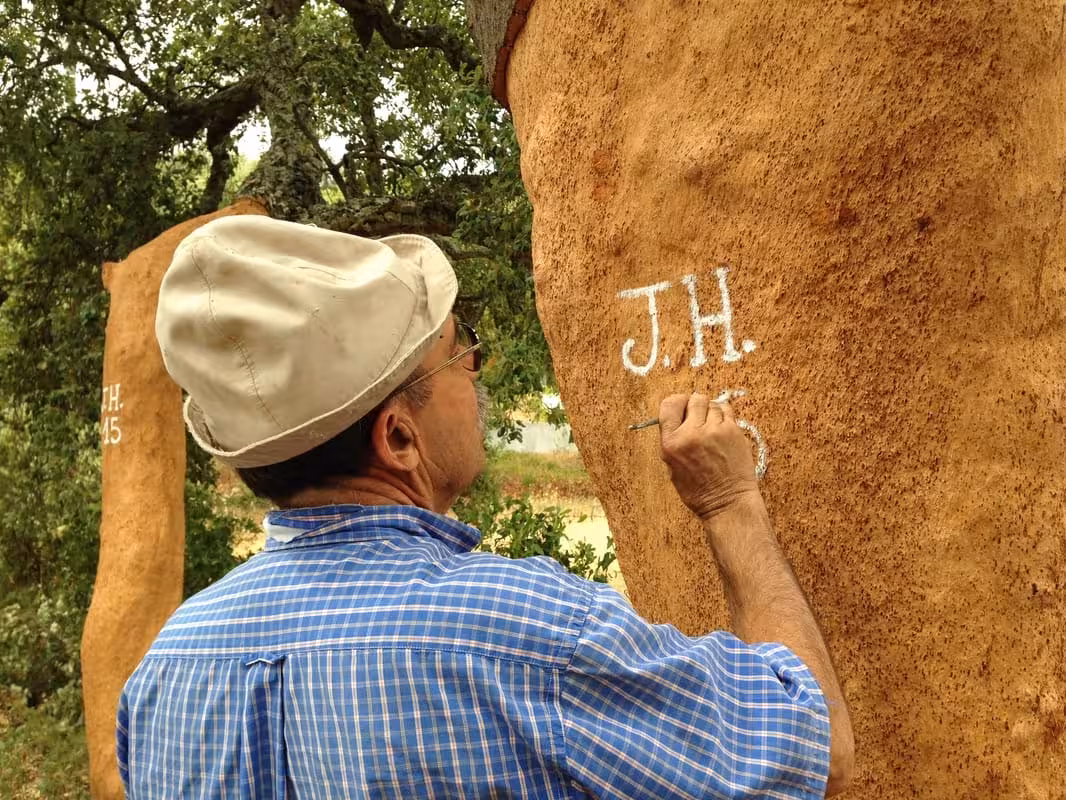 Close-up of guide marking stripped cork oak bark during São Brás de Alportel Algarve cork tour