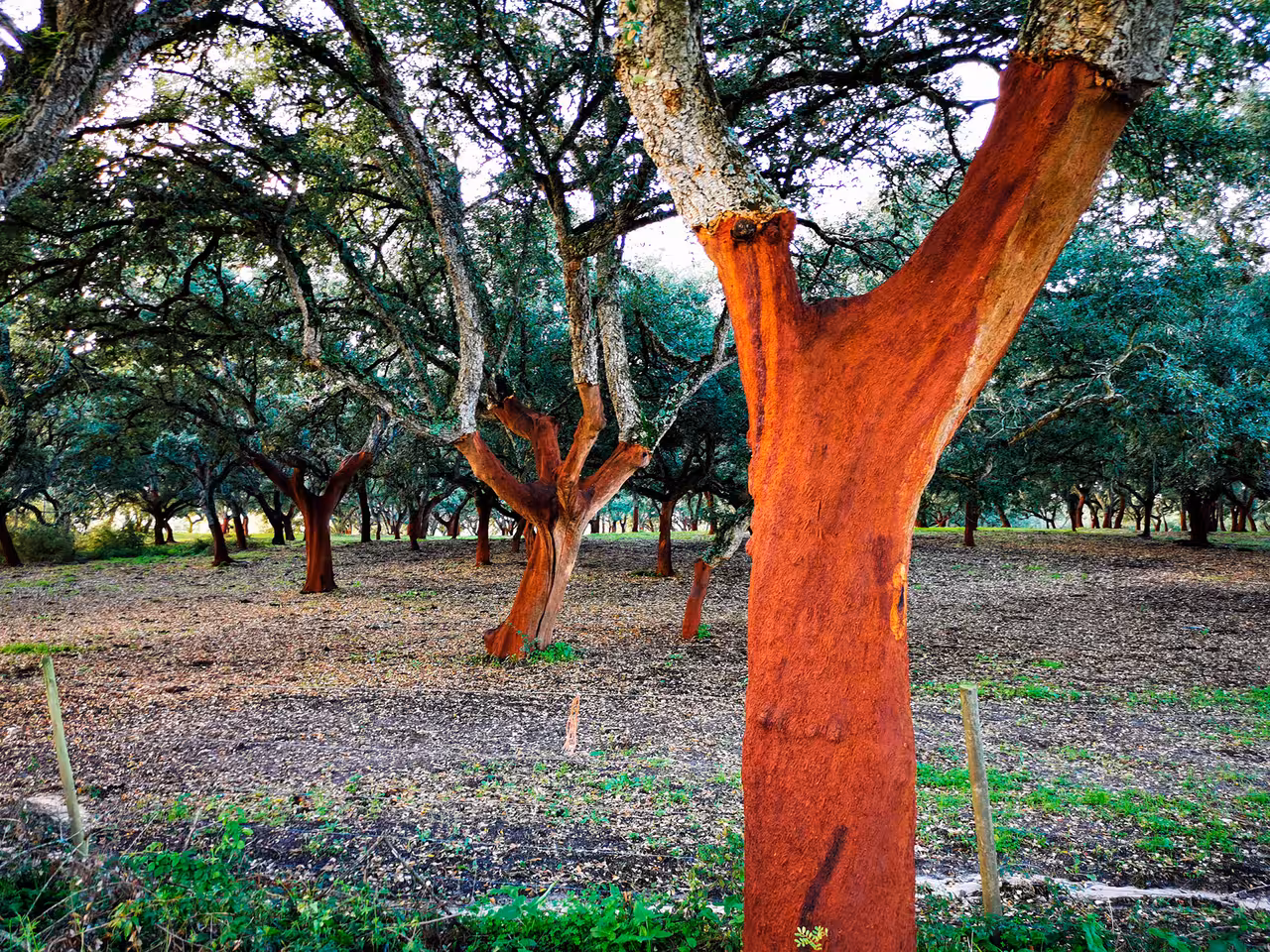 Freshly harvested cork oak trees with vibrant red trunks in an Alentejo cork forest Portugal