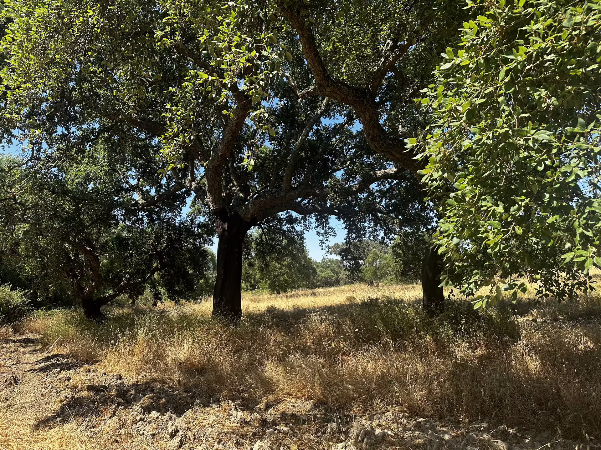 Sunlit cork oak trees in the scenic Alentejo countryside on the Montemor-o-Novo megaliths tour.