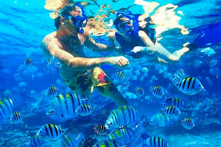 Couple snorkeling on Paradise Island Hurghada tour, swimming with vibrant Red Sea sergeant major reef fish