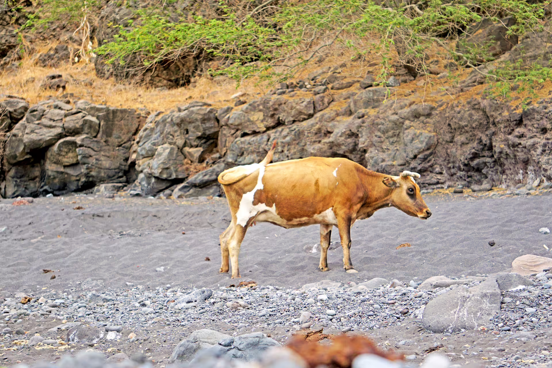 Cow on black sand beach near Ribeira da Barca, a scenic stop on the Cape Verde boat trip and beach BBQ tour