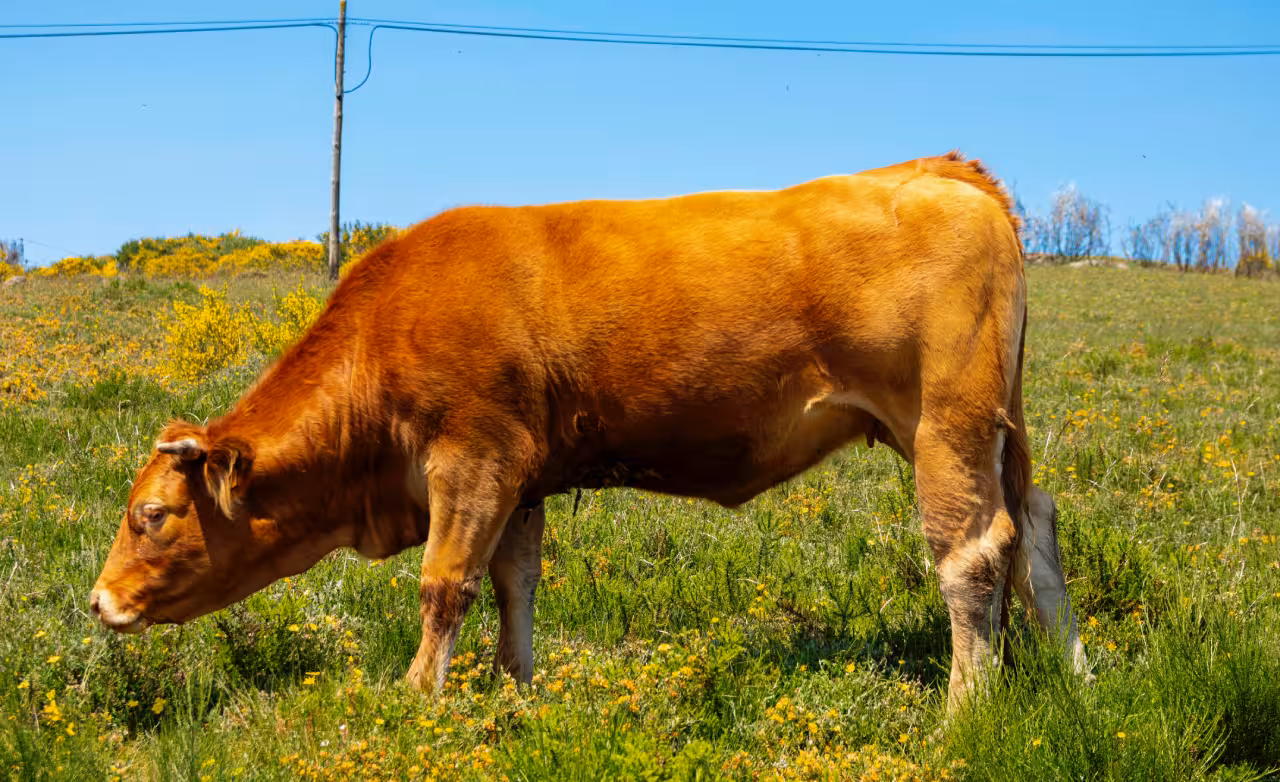 A cow grazing in a vibrant meadow with yellow flowers in Peneda Geres National Park.