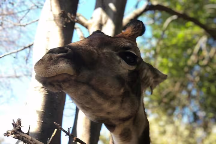 Zack the Giraffe