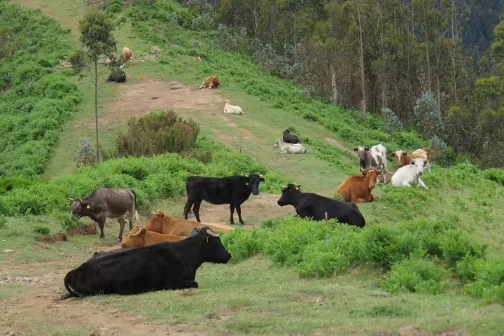 Cattle resting on lush green hillsides during the Craters of Fire 4X4 Full-Day Tour, showcasing serene landscapes and nature.