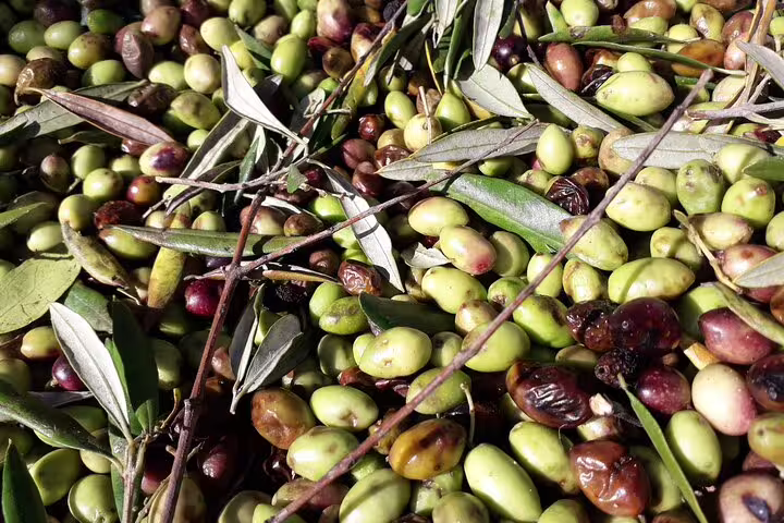 Freshly harvested olives with leaves in Crete's countryside, highlighting traditional farming on a private tour.