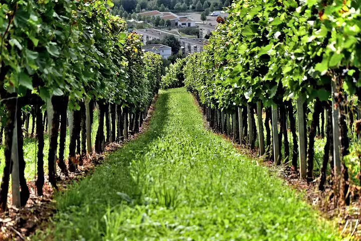 Explore lush vineyards under the Cretan sun on the Crete Wine Discovery Tour, showcasing local culture and flavors.