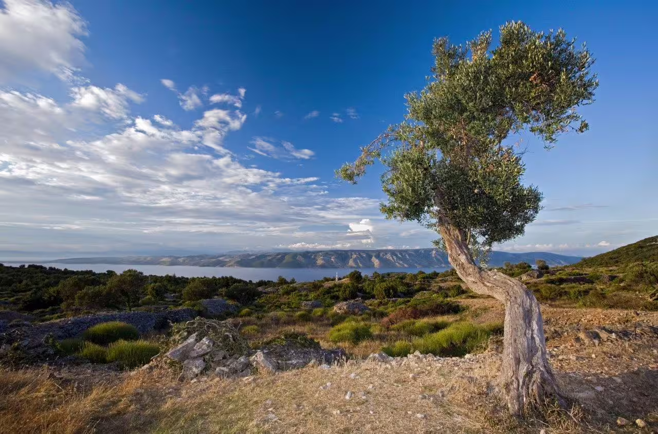 Adriatic coast viewpoint with windswept olive tree and sea panorama on Croatia 11-day self-drive tour