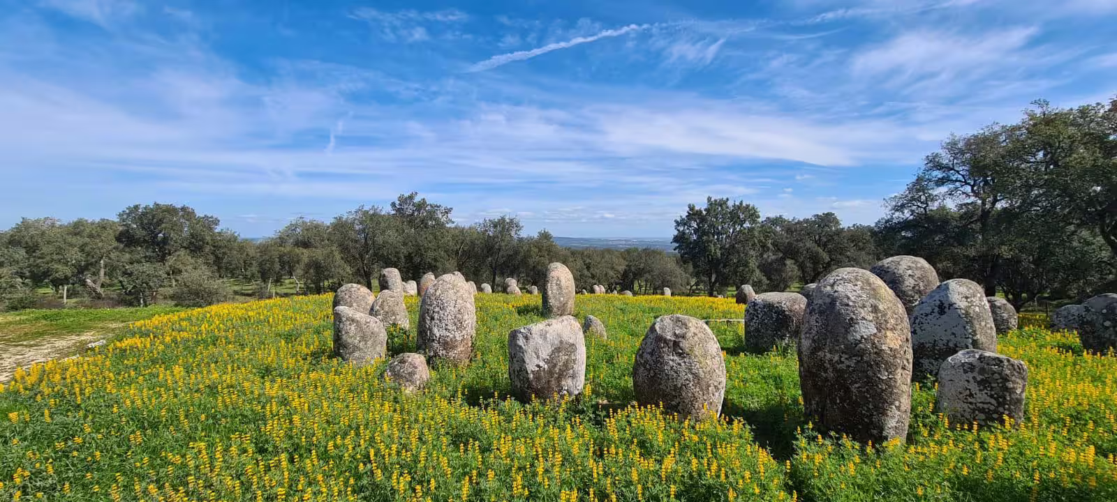 Discover the prehistoric stone circle of Cromlech of Almendres amidst blooming yellow flowers in Evora.