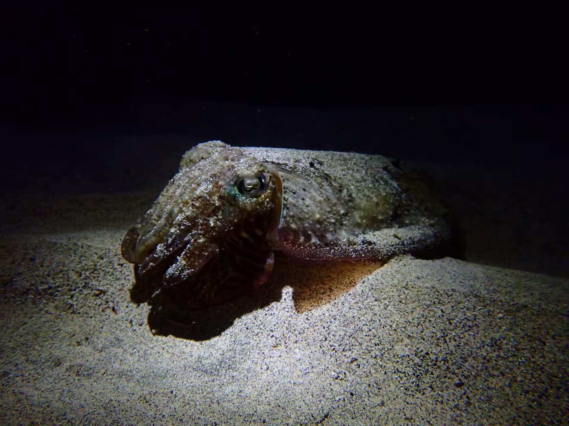 Cuttlefish illuminated during a private night snorkeling tour showcasing vibrant marine life on sandy ocean floor.