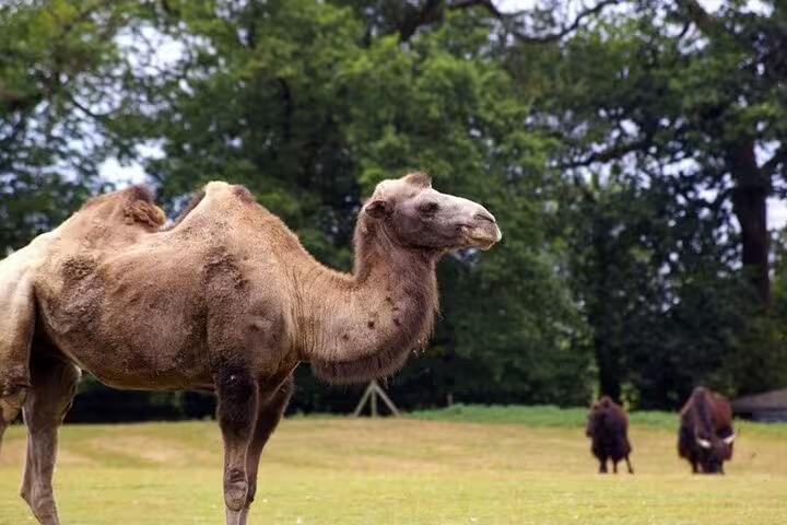 Camel in a countryside park stop on Southern Cyprus sightseeing tour from Larnaca, a family-friendly day trip