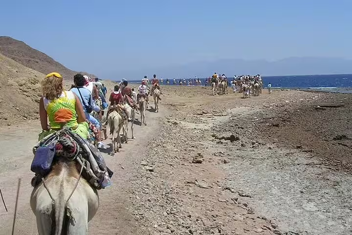 Camel caravan along the Red Sea coast near Dahab on a day tour from Sharm El Sheikh, Sinai desert views