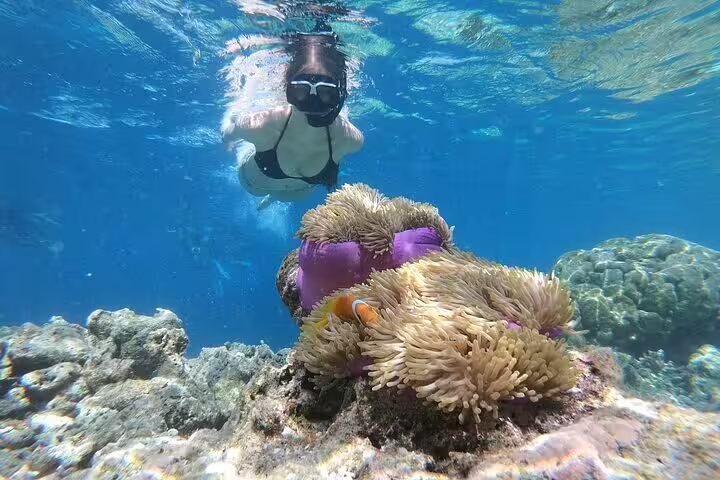 Snorkeling in Dahab Red Sea with colorful coral and clownfish on Dahab day tour from Sharm el Sheikh