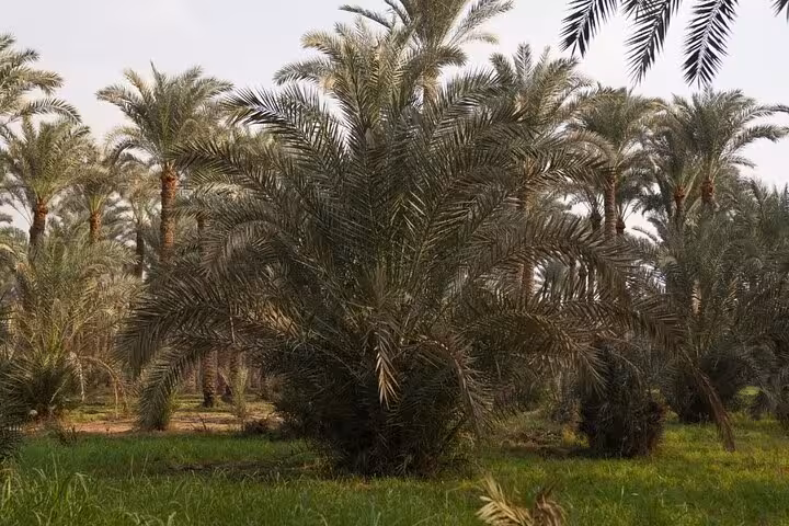 Lush date palm grove in Dahshur countryside, Egypt, on a day like a farmer local village tour experience