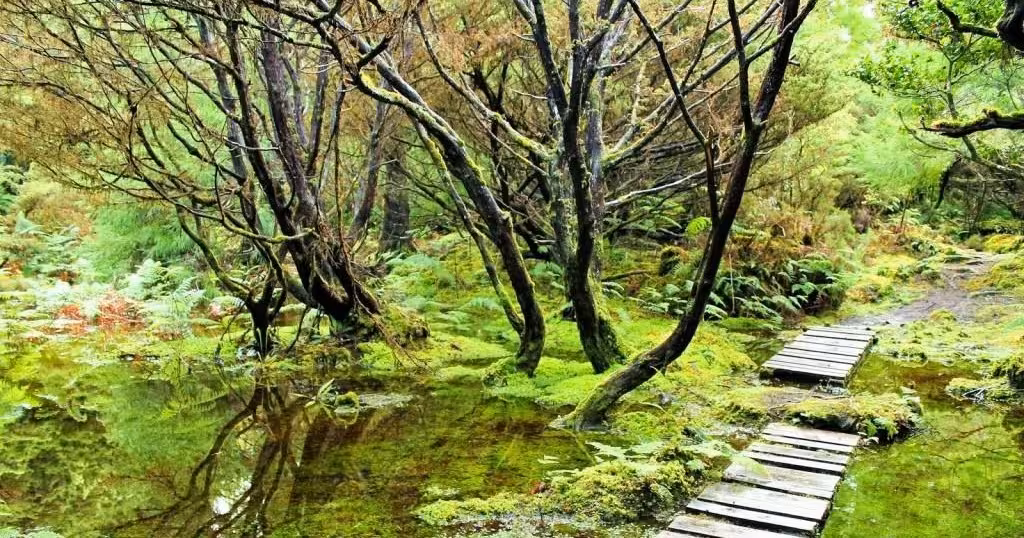 Mossy forest boardwalk over still water on a full-day Dark Mysteries walking tour through eerie woodland trails