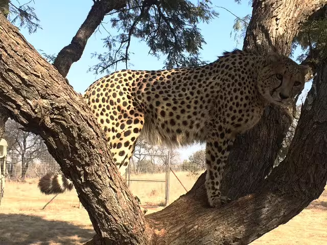 De Wildt Cheetah Tour