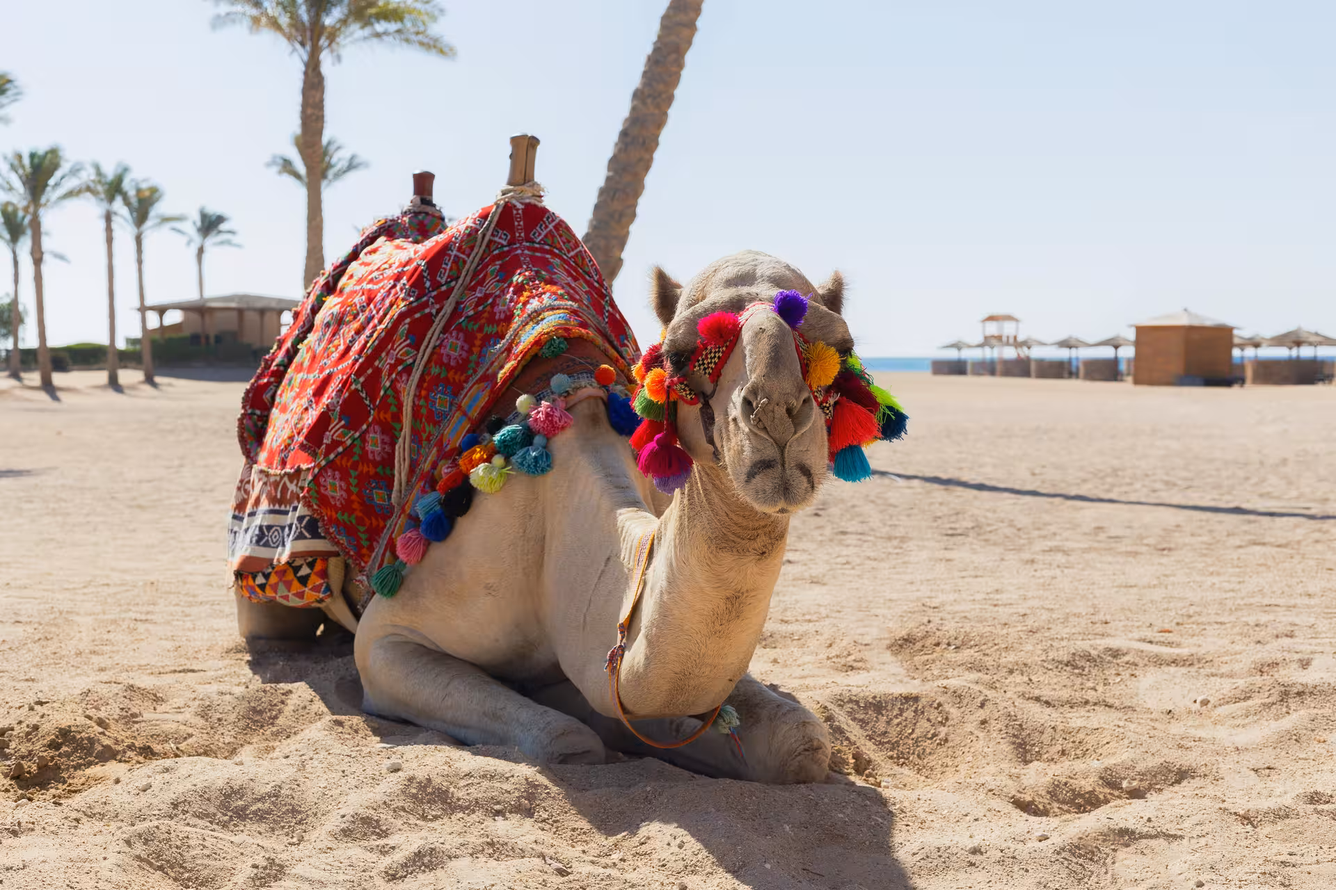 Decorated camel with colorful tassels and embroidered saddle resting on sandy beach in Marsa Alam