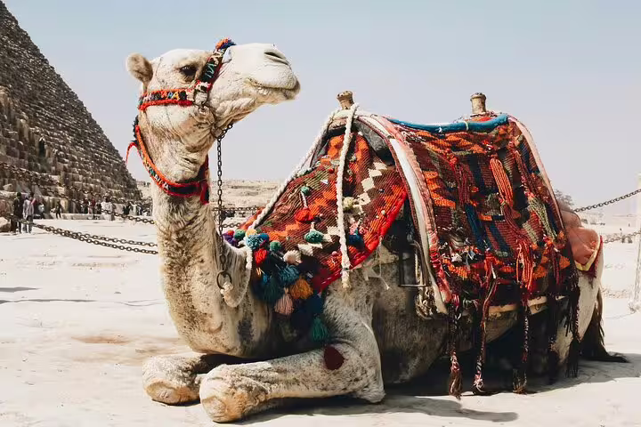 Decorated camel resting by the Great Pyramid of Giza, ideal for a private 2-hour camel ride tour in Cairo