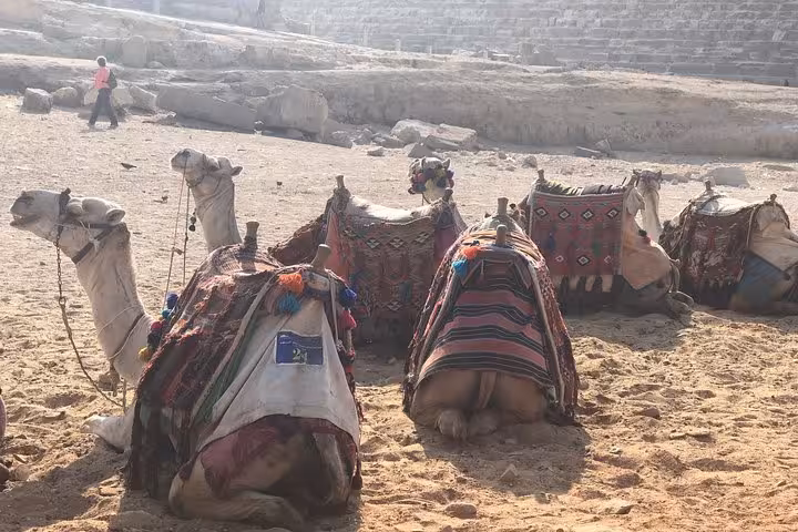 Decorated camels at the Giza Plateau by the pyramids, authentic Cairo experience on a 5-day Cairo and Luxor tour