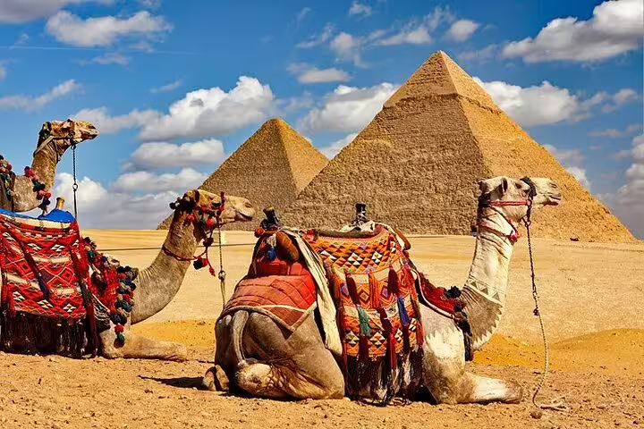 Decorated camels resting near the Giza Pyramids, Cairo day tour by bus from Hurghada with desert views