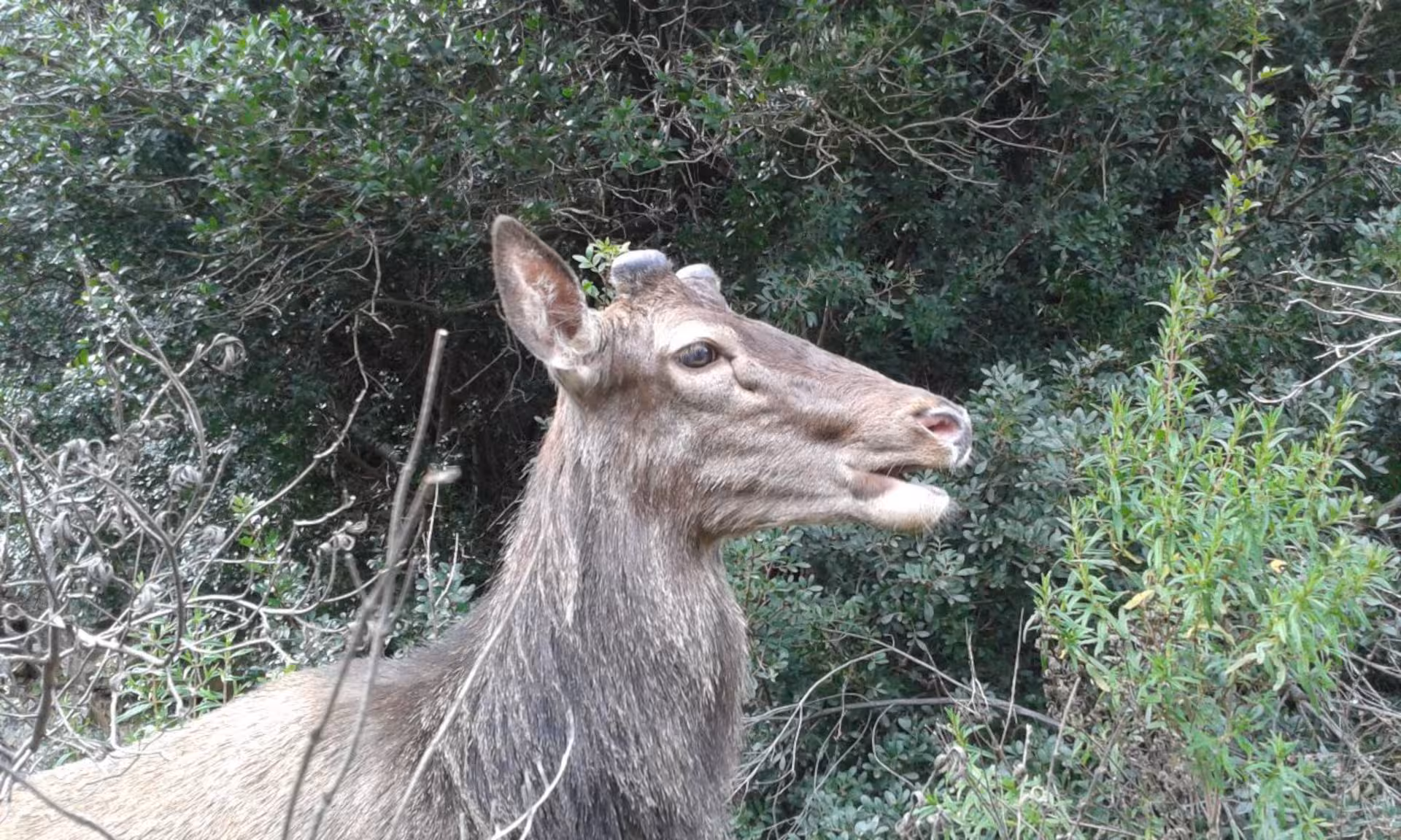 Close-up of a deer in S'Acqua Callenti forest, Castiadas, amidst lush greenery during a trekking tour.