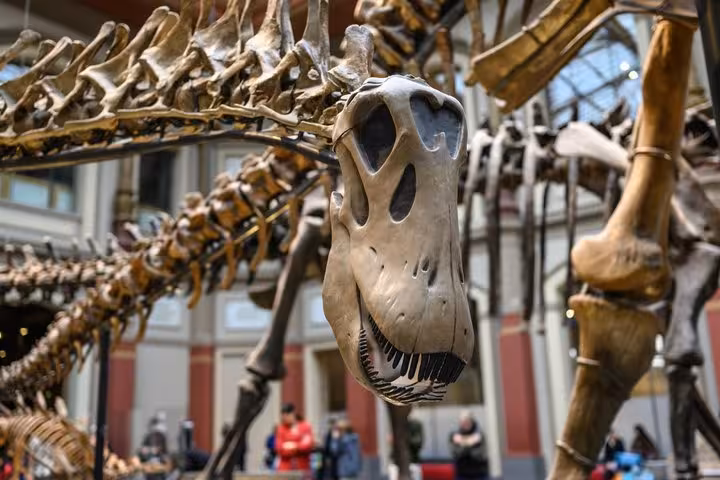 Large dinosaur skeleton skull on display at the Natural History Museum London with visitors in background