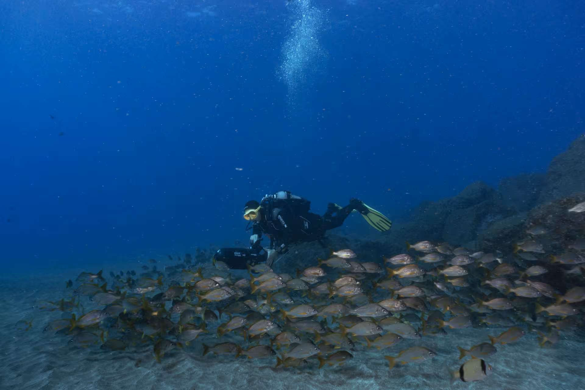 Diver navigates school of fish with DPV scooter, illustrating dynamic marine life on Scooter Dive Adventure tour.