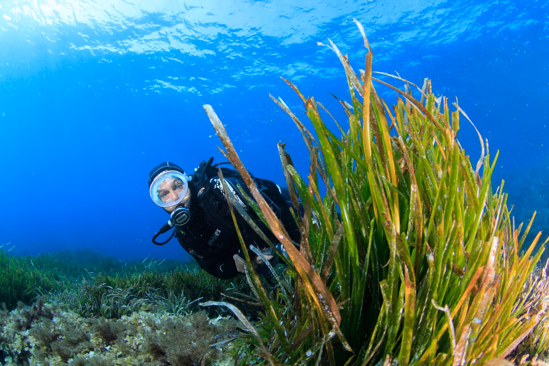 Diver peeking through seagrass in clear waters of Bosa, showcasing marine biodiversity during a diving baptism tour.