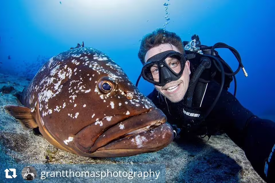 Diver takes a selfie with a large grouper fish underwater in Garajau Marine Reserve, showcasing vibrant marine life adventure.