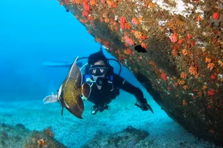 Diverse marine life swimming around corals captured on a diving baptism tour at 09:00.