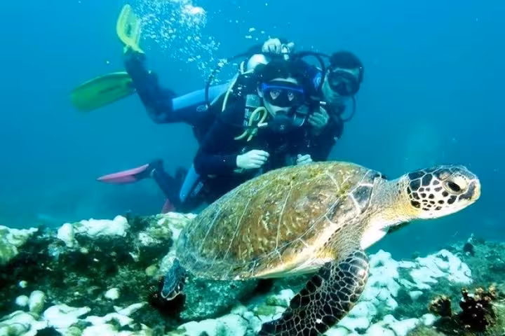Divers encounter a graceful sea turtle gliding over a coral reef in the vibrant waters during a diving baptism tour.
