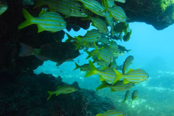 Vibrant school of yellow-striped fish swimming near a coral reef during a morning diving baptism experience.