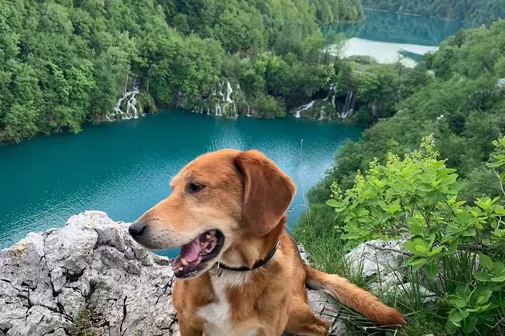 Dog overlooking turquoise Plitvice Lakes and waterfalls viewpoint, ideal stop on secured tickets, boat and train tour