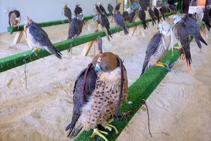 Discover majestic falcons perched elegantly in Souq Waqif, a highlight of the Doha private night city tour.