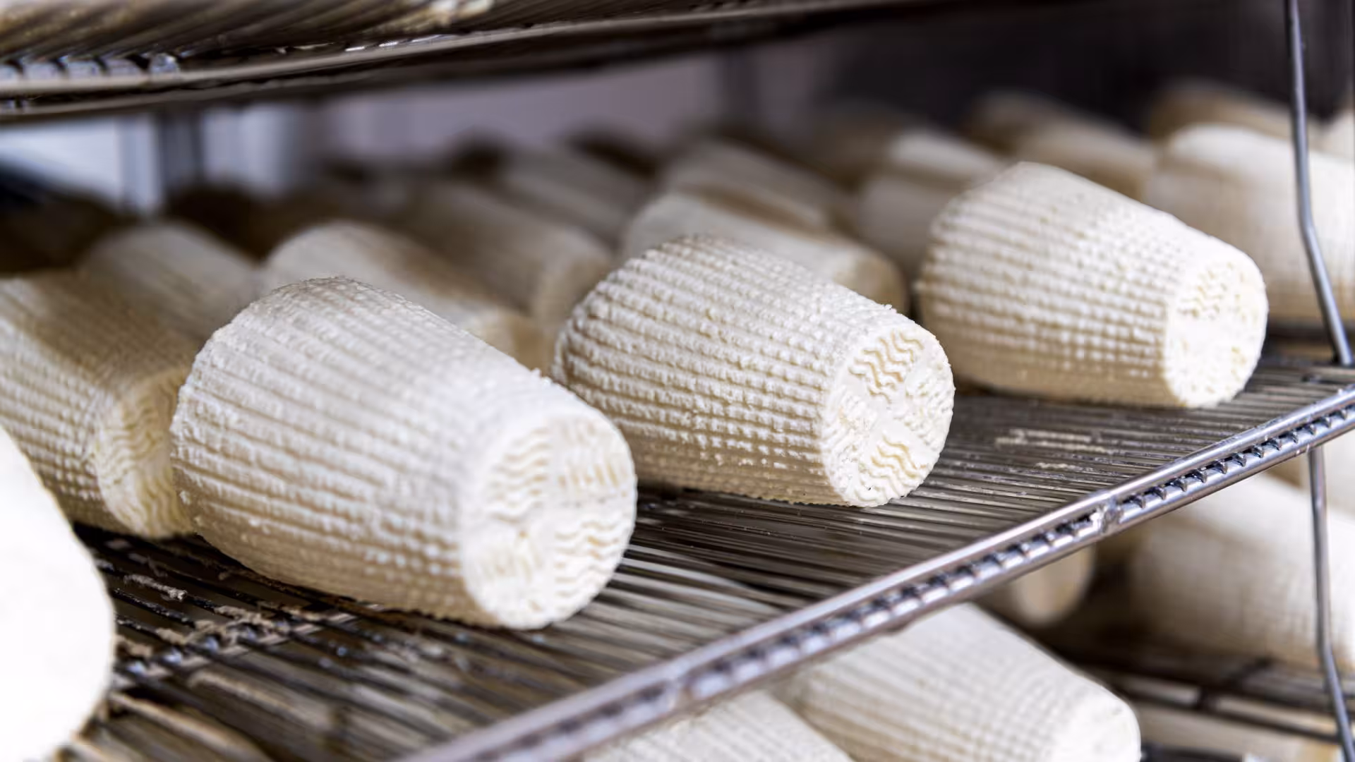 Freshly made cheese wheels maturing on racks in Dolianova cheese factory during a guided workshop tour.