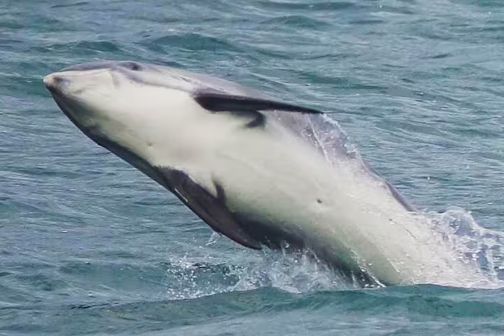 White-bellied dolphin leaping out of ocean waters near Reykjavik Iceland